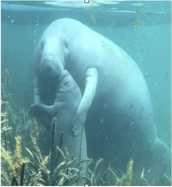 Manatee - The Underwater Behemoth - Mammals, Yandex Zen, Zen, In the animal world, Amazing, Longpost