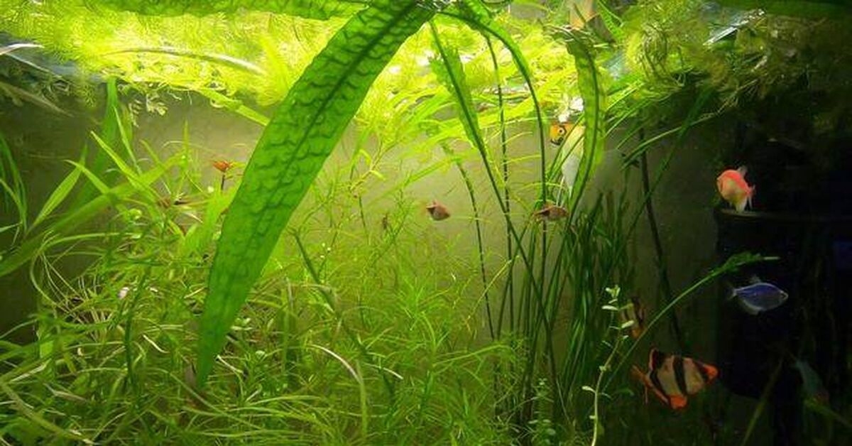 Aquarium. Sumatran barbs. barb fight - Series Underwater world, My, Aquarium, Aquarium, Barbs, Aquarium fish, A fish, Video, Rutube