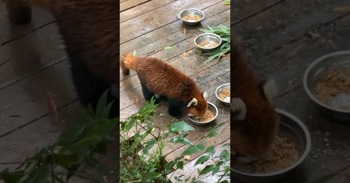 Dinner - Series Travels, My, Living abroad, Asia, China, Youtube, Interesting places, Red, Panda, Drive, Video, Short videos