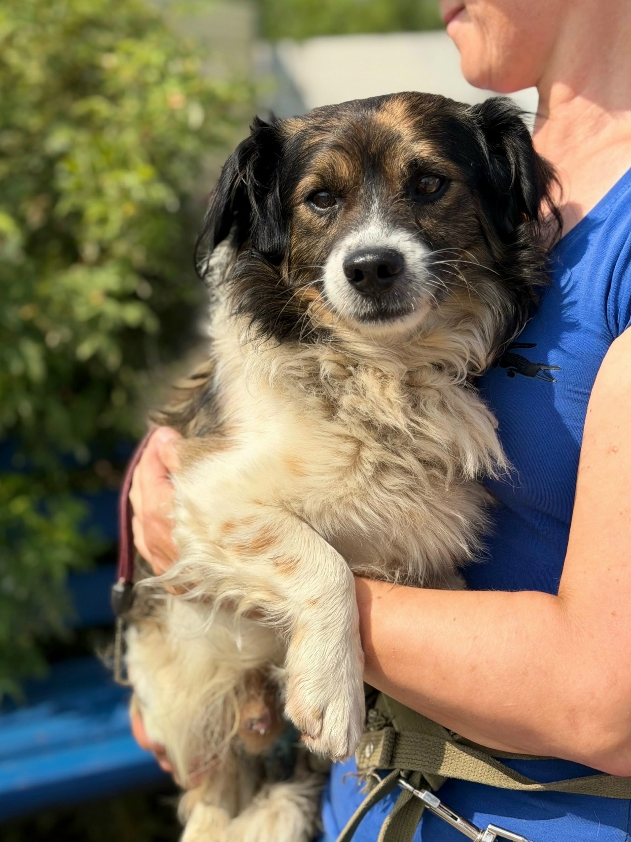 We are looking for a home for a boy named TOBIK - Series MP Perm trapping
, Overexposure, Shelter, Kindness, Volunteering, Dog, Dog lovers, Longpost