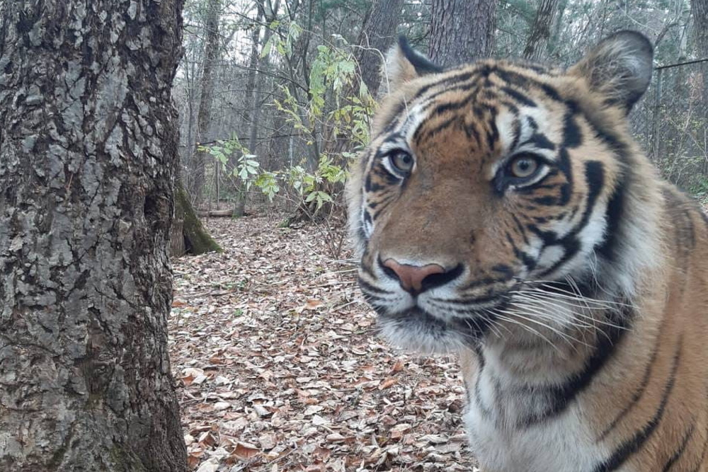 Offering his nose for a kiss. How the whole world helped save tiger cub Zhorik. - My, Amur tiger, Kindness, Wild animals, Animal shelter, Veterinary, Longpost