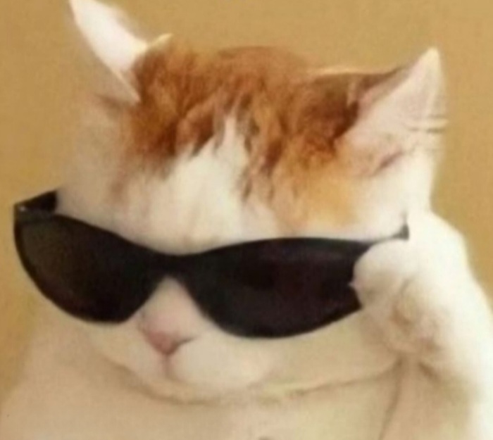 Cat in sunglasses