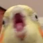 cerog