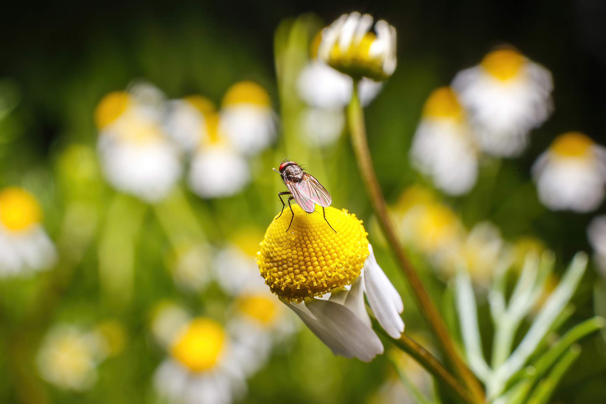 Daisies and bugs - My, The photo, Macro photography, Dacha, Chamomile, Insects, Macro rings, Муха, Longpost