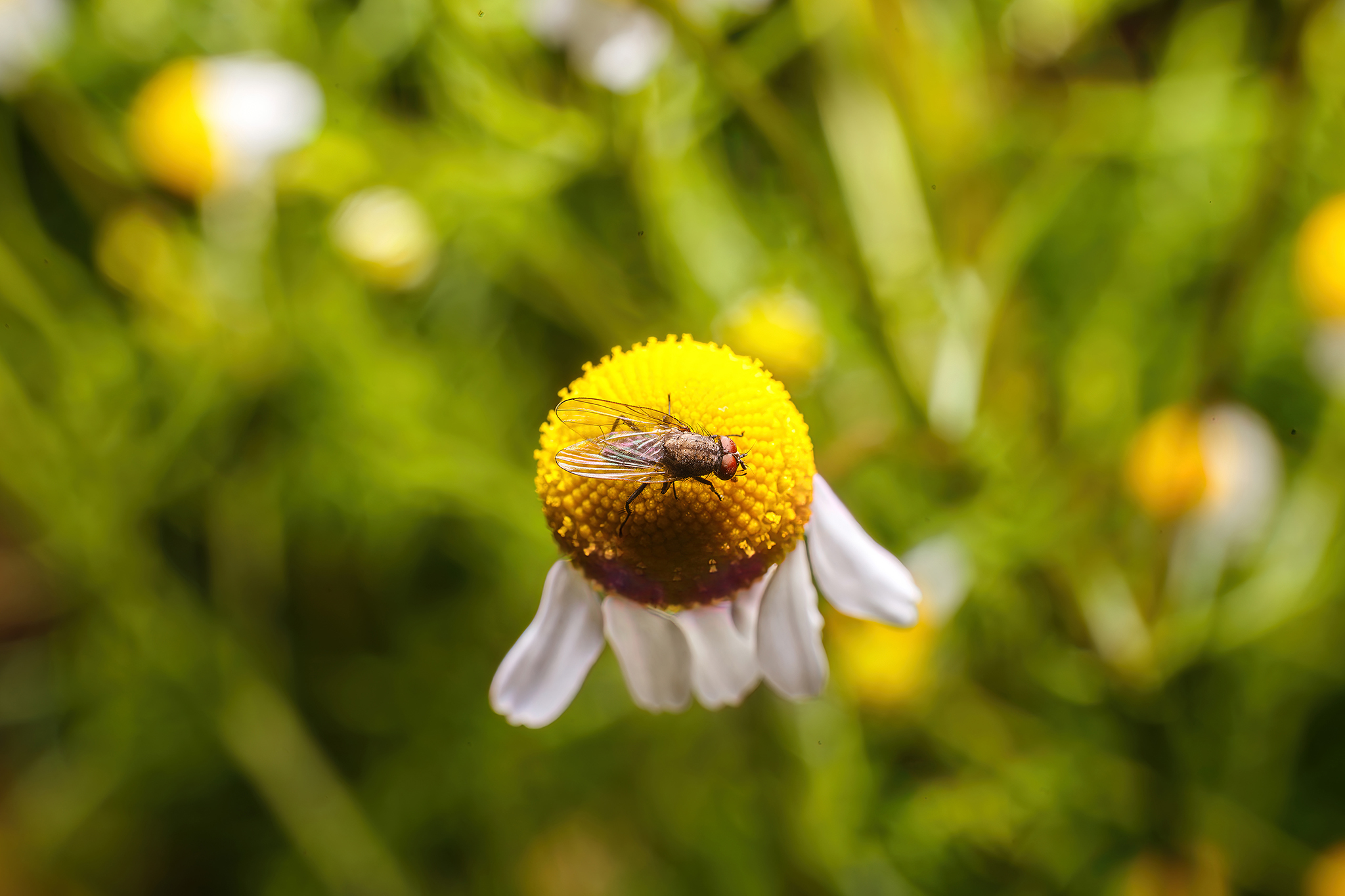 Daisies and bugs - My, The photo, Macro photography, Dacha, Chamomile, Insects, Macro rings, Муха, Longpost