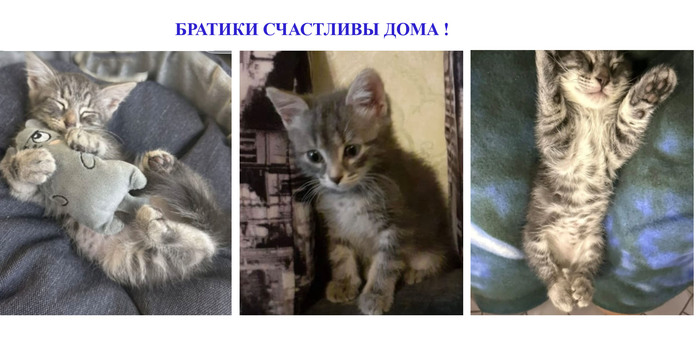 Котёнка Дюймовочку обзывают некрасивой! Ей очень нужен Дом!