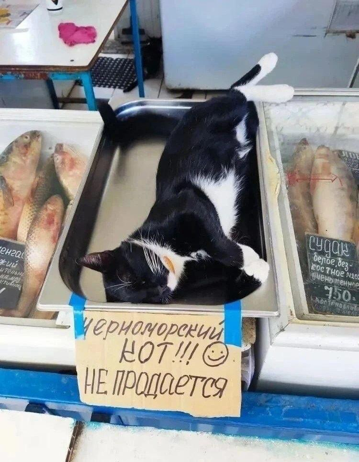 Вы котов показываете?