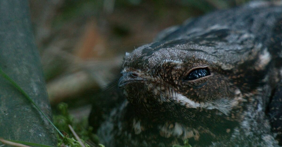 Forest News with Pavel Glazkov. Episode #246 - My, Insects, Nightjar, Foam, Drooling, Bees, Roy, Pavel Glazkov, Each creature has a pair, Video, Video VK, Longpost