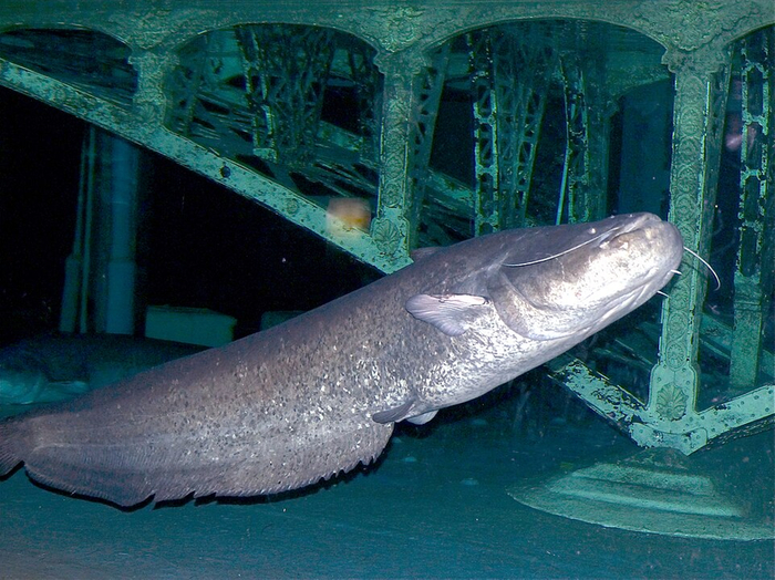 Европейский сом Silurus glanis крупным планом