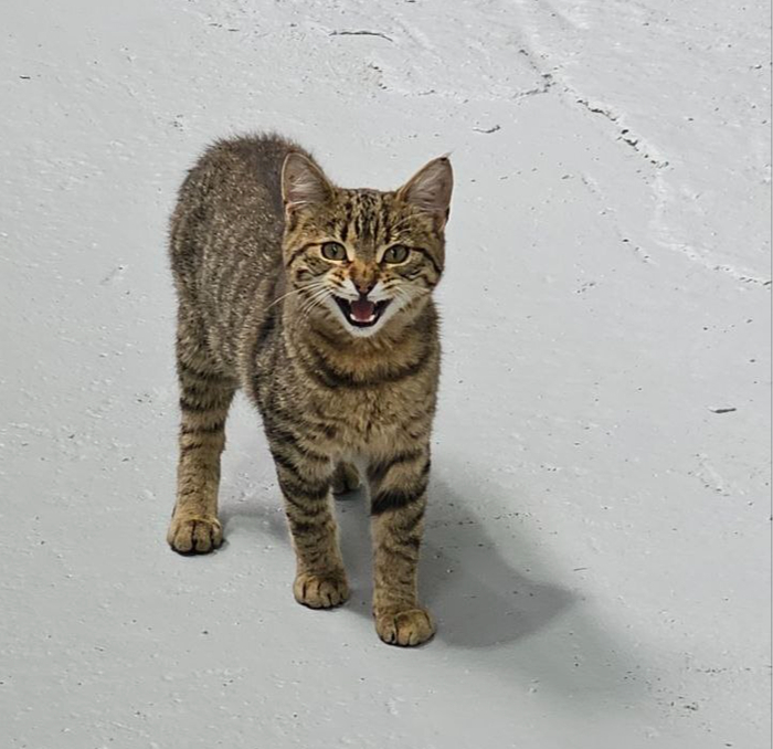 � ��� ����� �������)