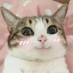 cross911