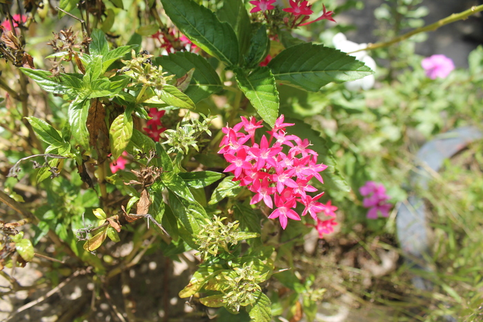 ������ ������������� (Pentas lanceolata), ��������� ����� ��� ���������� ������ ��-�� ������������ ����� �������. 