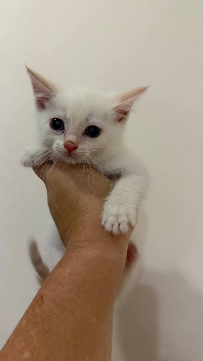 Котенок в добрые руки