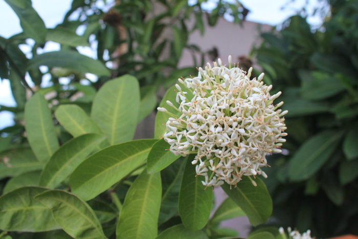 Ixora finlaysoniana, �������� ����� �����. 