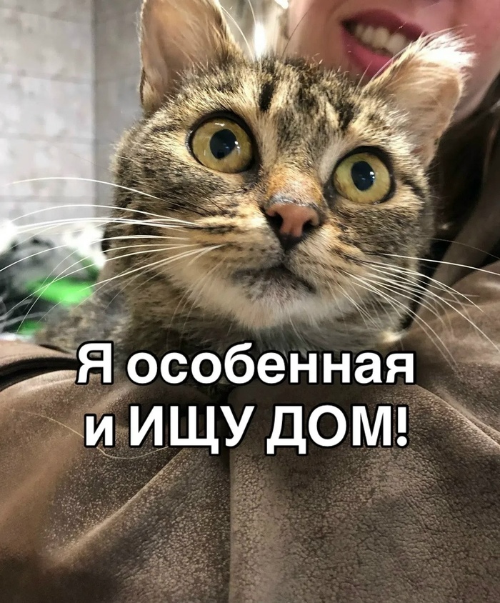 Ищет дом особенная кошечка с ВЛК Аврора (помогаю информационно)