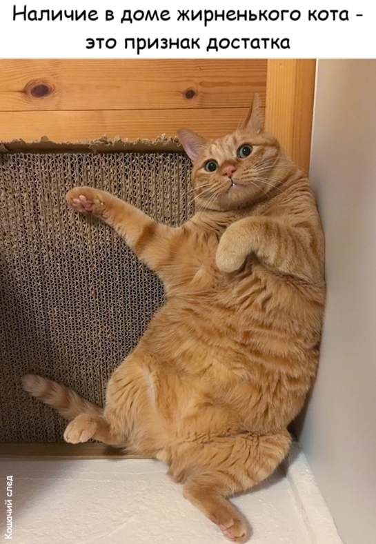Жирненький кот
