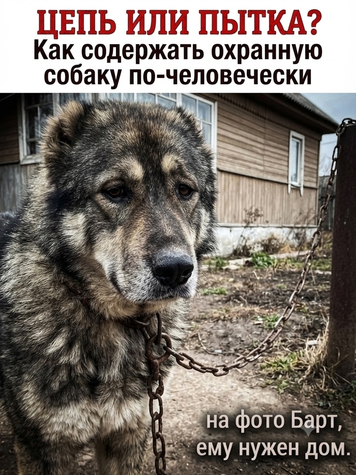 Собака на цепи: как не превратить охрану в пытку?