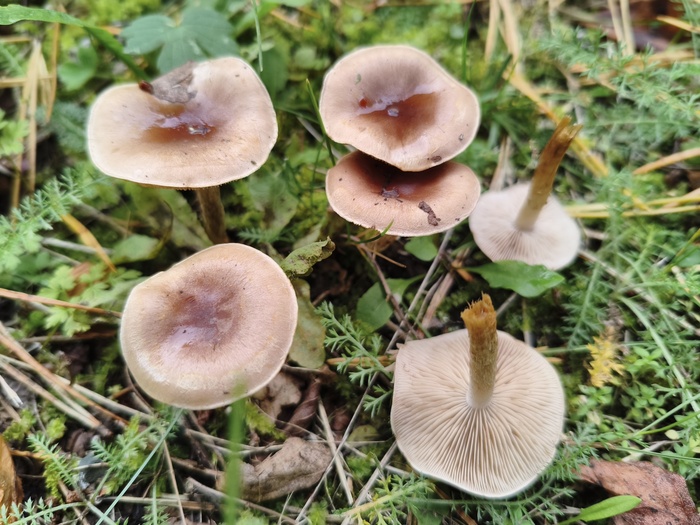 ���������������� ������� ��������� (���. Lactarius camphoratus)