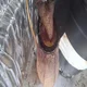 ������ ������������ Nepenthes