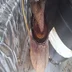 Nepenthes