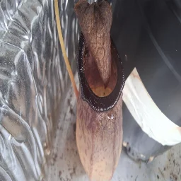 Nepenthes