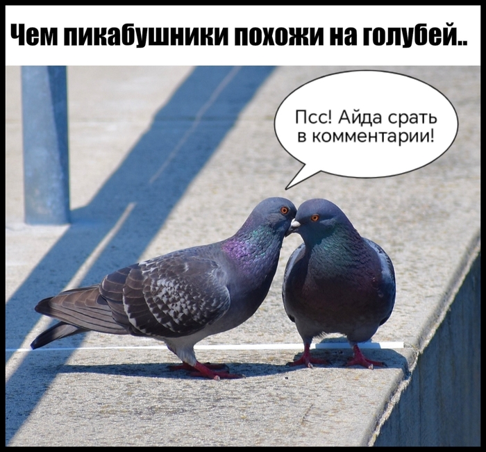 Пикабушные голуби-комментаторы собрались на дело