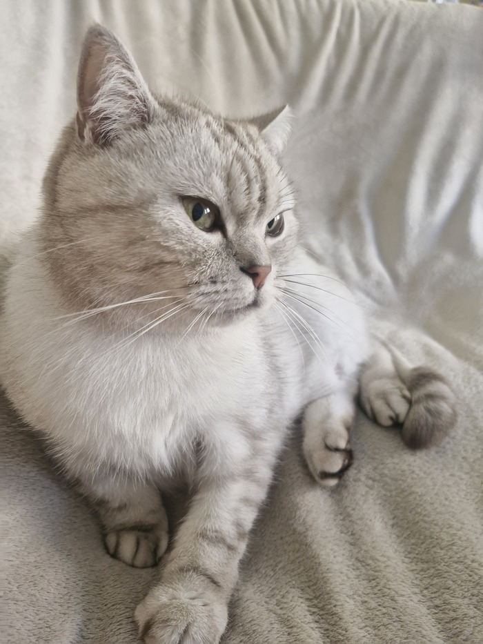 Кот Барсентий