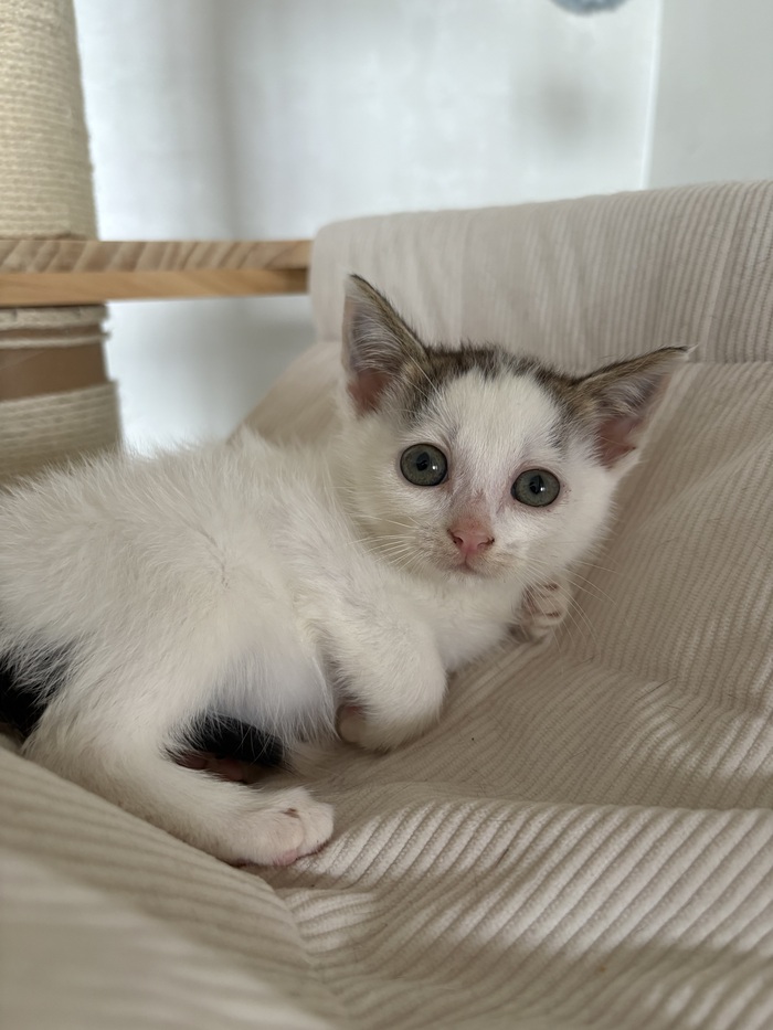 Кот