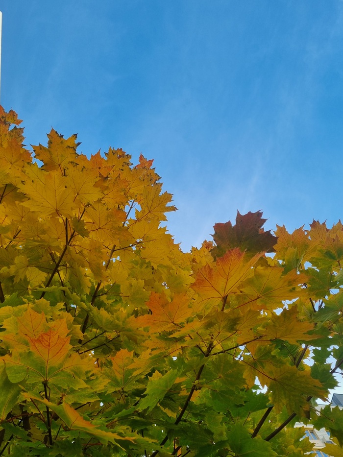 Samsung S21, 10MP, ISO 50, 0.0ev, F1.8, 1/1250s