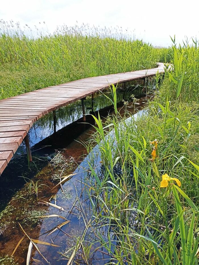 Экотропа, ведущая сквозь заросли тростника. Фото с сайта <!--noindex--><a href="https://pikabu.ru/story/oopt_rossii_zakaznik_severnoe_poberezhe_nevskoy_gubyi_14383347?u=http%3A%2F%2Flivejournal.com&t=livejournal.com&h=af420cb70eb7b4a740d0de2e1f38de125dc71384" title="http://livejournal.com" target="_blank" rel="nofollow noopener">livejournal.com</a><!--/noindex-->.