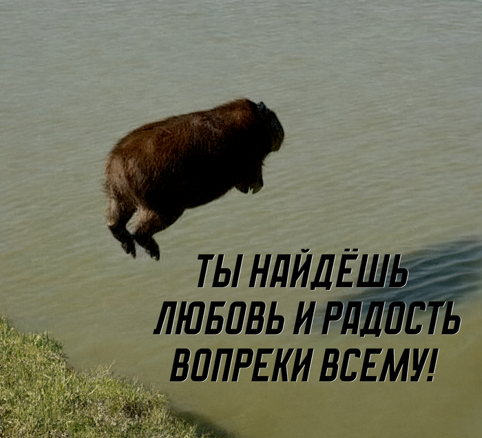 Капибара дело говорит