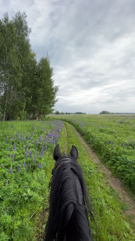 Мир между конских ушей - ни с чем не сравнимый опыт путешествия на природе