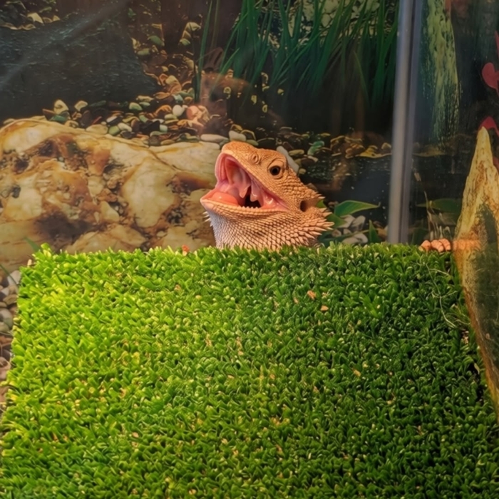 � �����