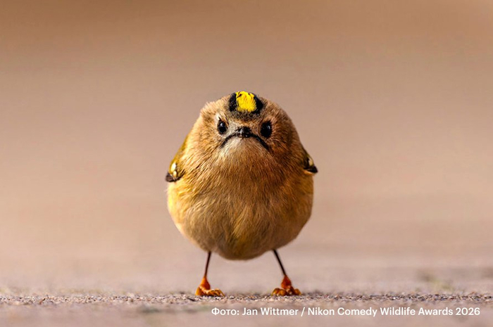 �� ��������, ��� �������� ��� ���� ������� ������ Obsession �� ��������� Angry Birds [��������: <a href="https://pikabu.ru/story/ai_za_den_izmenil_vsyu_matematiku_a_takzhe_chumnoy_vopros_v_rossii_glavnoe_za_nedelyu_14415483?u=https%3A%2F%2Fwww.comedywildlifephoto.com%2Fgallery%2Ffinalists%2F2026_finalists.php&t=Nikon%20Comedy%20Wildlife%20Photography%20Awards&h=2f72d2d8dcbcbd192955239ca41868aac32be73a" title="https://www.comedywildlifephoto.com/gallery/finalists/2026_finalists.php" target="_blank" rel="nofollow noopener">Nikon Comedy Wildlife Photography Awards</a>]