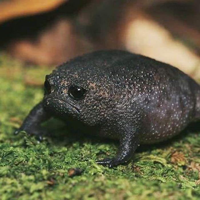 It is wenesday, ma dudes?