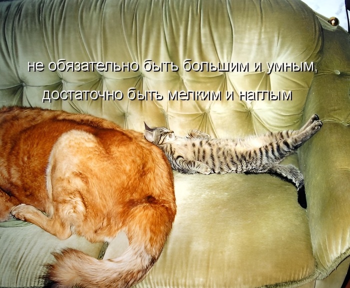 �������� - ������ �������...