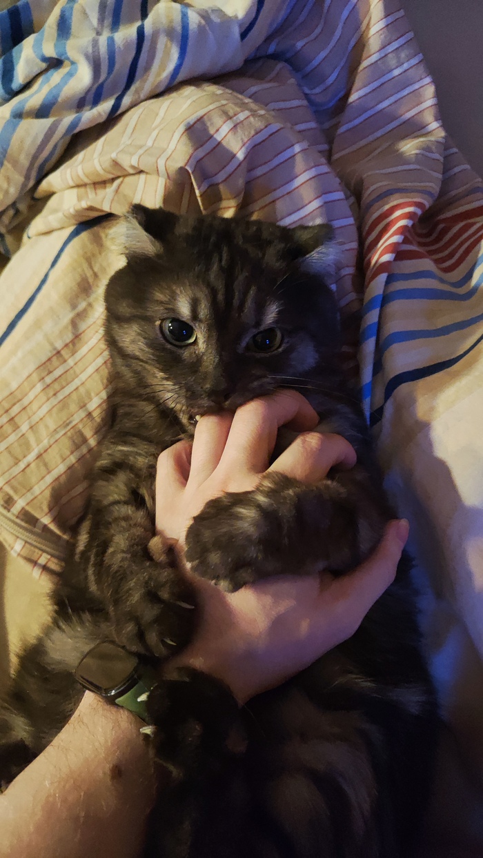 Котика вам в ленту