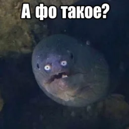 Fat.skuf